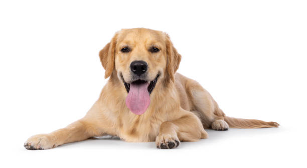istock Golden Retriever dog on white background 2203077437