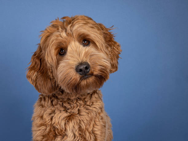 istock Head shot of brown dog on blue background 2203077695
