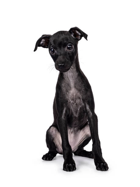 istock Italian Greyhound dog pup on white background 2203078126