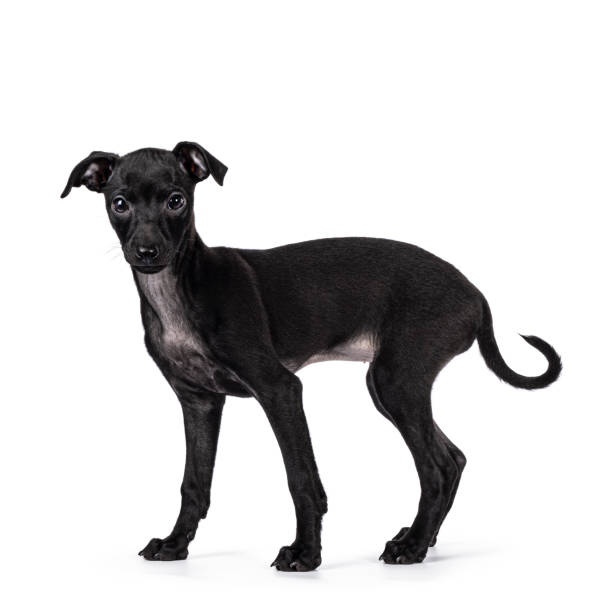 istock Italian Greyhound dog pup on white background 2203078130
