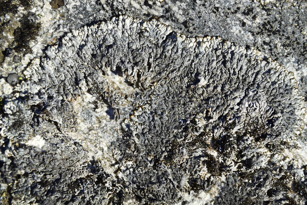 Background - lichen on the stone, Austrian Alps, Austria - abstract patterns of lichen on stones