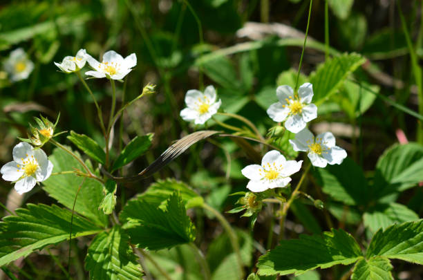 Wild Strawberry Blossoms with sunlight close up