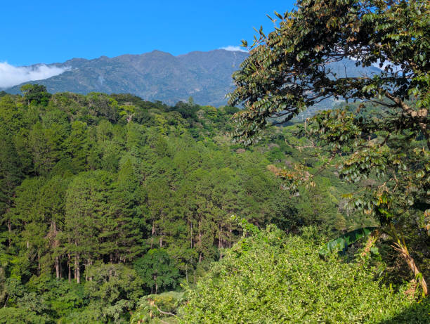 istock Rainforest on Baru Volcano Slopes Boquete Panama 2203080640