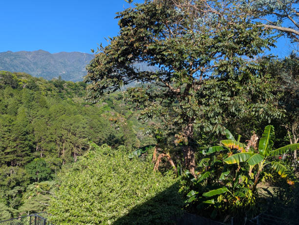 Green rainforest on the Baru Volcano slopes in Alto Boquete Panama Central America 2025