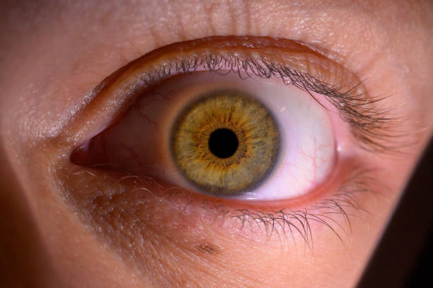 Description: Female Brown Colored Eye With Long Lashes Close Up. Structural Anatomy. Human Iris Macro Detail.
