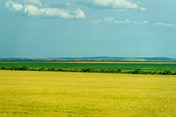 Scenic rural landscape with golden fields, blue sky with fluffy white clouds stretching to horizon, lush greenery of serene rural scene. Peaceful natural countryside view