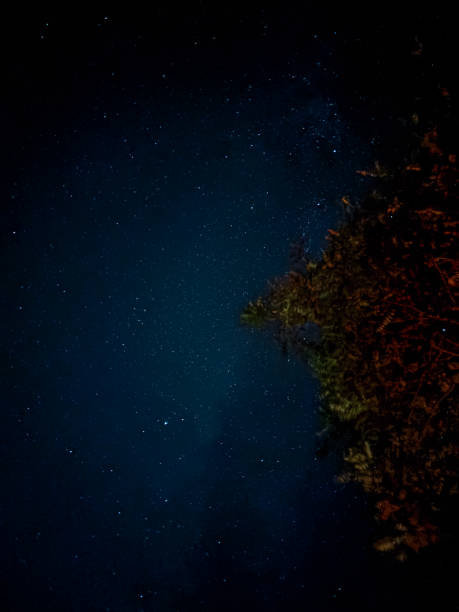 istock Starry Night Sky Framed by Illuminated Tree Branches During Clear Weather 2203083746