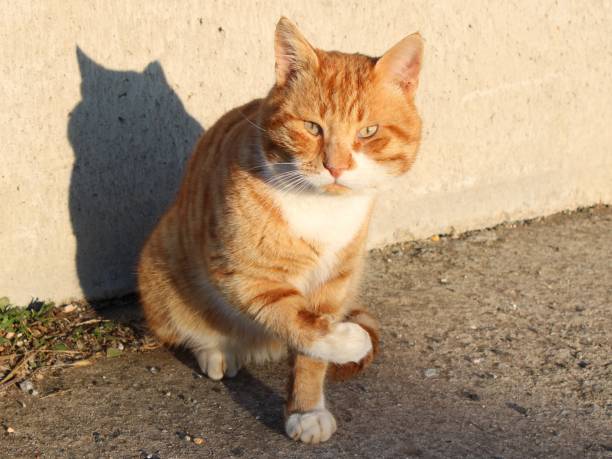 Yellow Cute Cat Having Winter Sunbath. High quality photo