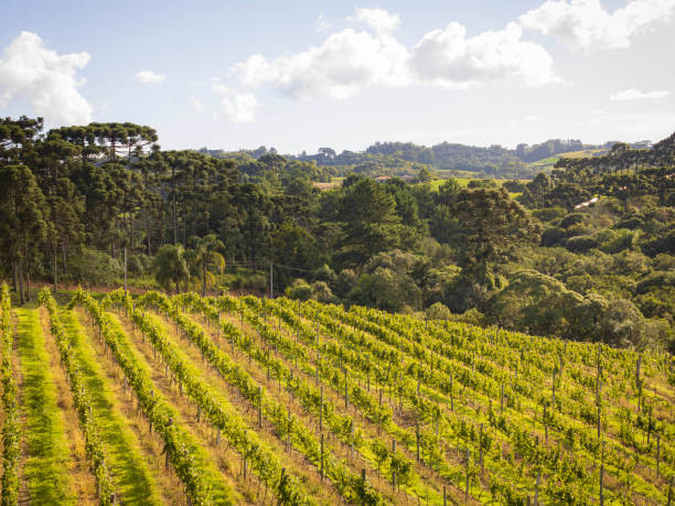 istock The Beauty of Vineyard 2203090388
