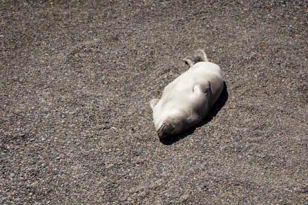 Peaceful South American elephant seal resting and sleeping on the sand