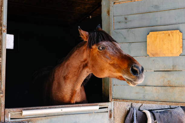 istock Horse looking out from a stable with a saddle hanging nearby in a rural setting 2203091393