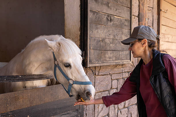 istock Woman feeding a white horse in a rustic stable during a sunny afternoon 2203091981