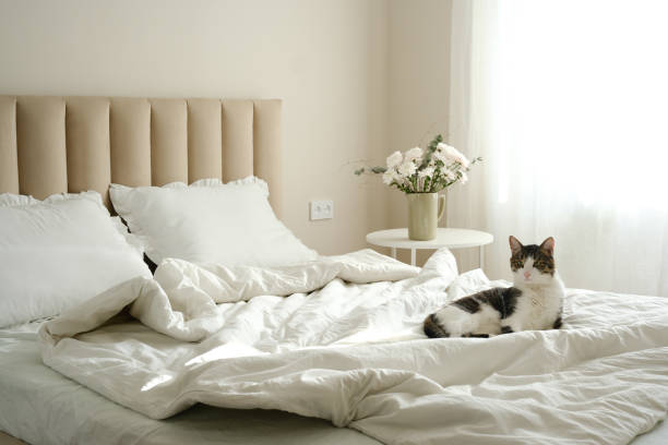 istock A serene and peaceful bedroom scene showcasing a relaxed cat, soft and inviting bedding, and gentle natural light. 2203093481