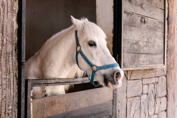 istock A white horse peering out from its rustic stable at dawn in a tranquil countryside setting 2203093923