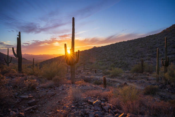 istock Setting sun bursts through saguaro cactus on Bell Pass Trail in McDowell Mountains overlooking Scottsdale, Arizona 2203096457