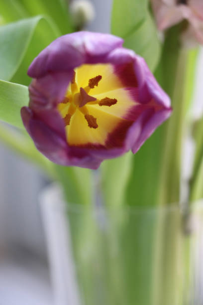 A stunning close-up of a purple tulip with a vibrant yellow and maroon center, showcasing its delicate petals and intricate stamen. The tulip is part of a fresh spring arrangement, set against a backdrop of lush green leaves and soft-focus floral elements. The natural lighting enhances the flower’s rich colors and graceful form, evoking a sense of renewal and the beauty of spring.