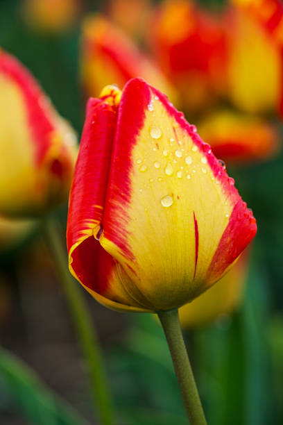 Close-up of a red and yellow flowering tulip in front of a flowerbed with flowering tulips