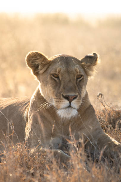 istock Majestic Lioness Resting in Golden Grasslands 2203097277
