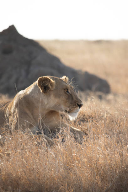 istock Lioness Resting in the Golden Savanna 2203097295