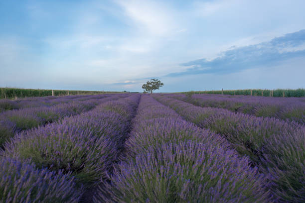 The image shows an expansive lavender field stretching out as far as the eye can see. The lavender plants are arranged in neat, parallel rows, creating a visually striking and orderly pattern. The vibrant purple hues of the lavender flowers dominate the landscape, giving the scene a serene and calming atmosphere.