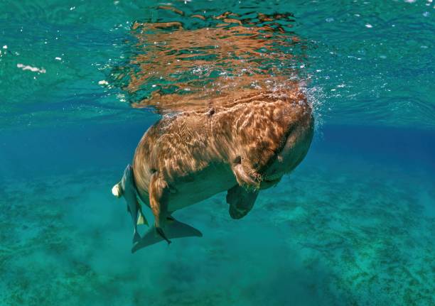 Dugong (Dugong dugon) takes a breath on the surface (Marsa Alam, Red Sea) Southern Egypt