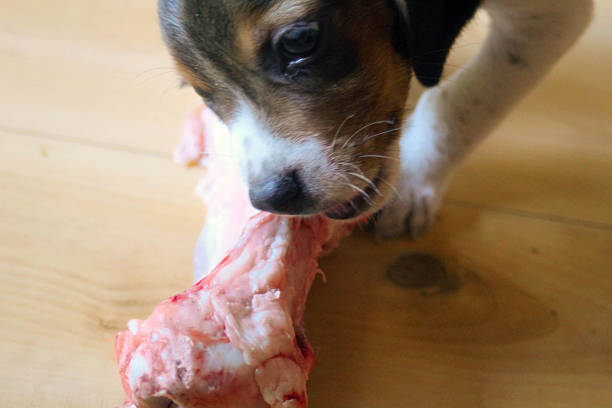 Adorable small beagle puppy chewing a huge raw bone