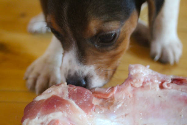 Adorable small beagle puppy chewing a huge raw bone