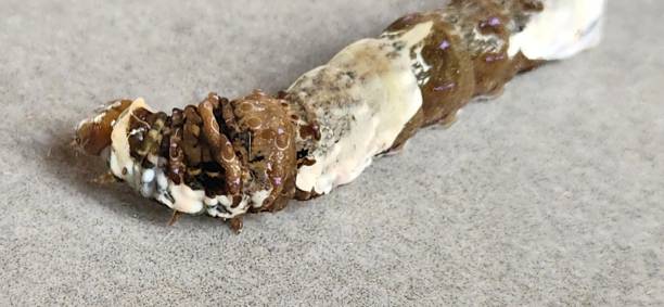 istock The brown caterpillar with white spots, with its camouflage pattern, mimics bird droppings on a gray background. This strategy allows the caterpillar to avoid predators and continue its journey in nature. 2203102928