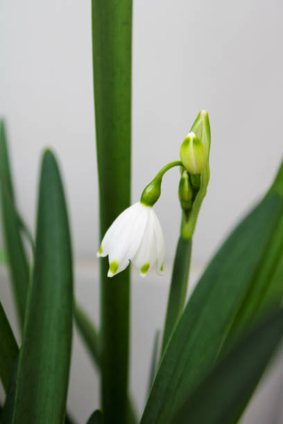 istock Snowflake plant white flowers 2203104013