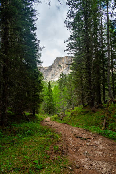 istock Deep forest in the Italian Dolomites (Dolomiti, Dolomiten). A peaceful trail winds through tall trees, lush grass, and wild blueberries, with distant mountain peaks on the horizon 2203104470