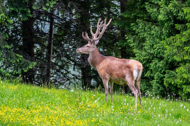 Red deer (Cervus elaphus hippelaphus) standing on a lush, blooming meadow. Behind it, a dense forest creates a picturesque natural backdrop. A symbol of wild beauty