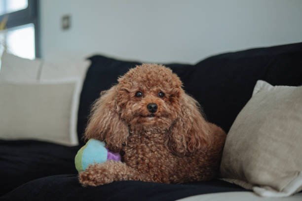 istock Miniature red poodle puppy under the sofa 2203106361