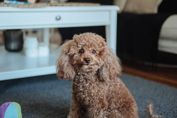 istock Miniature red poodle puppy under the sofa 2203106559