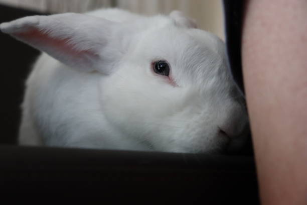 Beautiful white rabbit with blue eyes posing for a photo