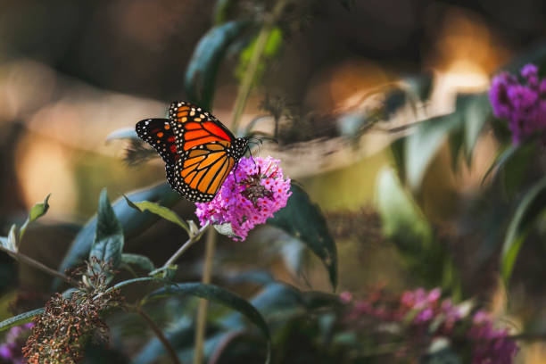 istock Monarch Butterfly on Butterfly Bush Flower 2203112353
