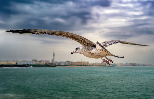Seagull in flight above ocean near Cadiz, Spain, with city and cloudy sky.