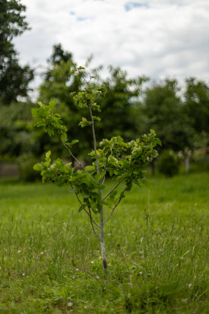 istock Little apple tree. Green young apples on a branch. 2203112835