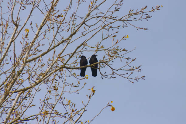 two ravens next to each other on a branch, pair of ravens on a bare tree in fall, one raven looking to the left and one to the right, two crows sitting next to each other on a branch, blue sky