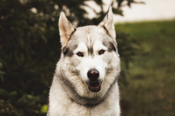 istock Husky in the Garden 2203115451