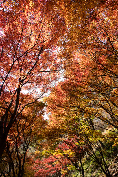istock Low angle view of the maple tree in autumn 2203115818