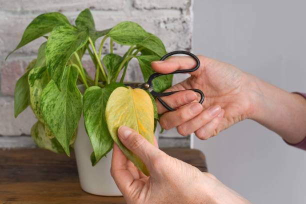 istock Woman's hands cutting yellowed leaf from variegated pothos houseplant 2203115822