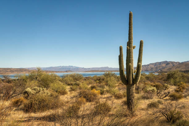 Saguaro Cactus and Roosevelt Lake in the Tonto National Forest near Phoenix, Arizona.