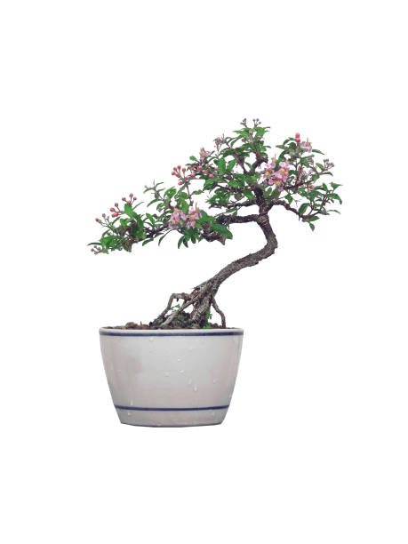 istock Free orm Dwarf cherry bonsai in ceramic pot on white background 2203123264