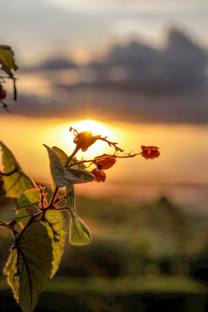 Beautiful flower in front of a sunset