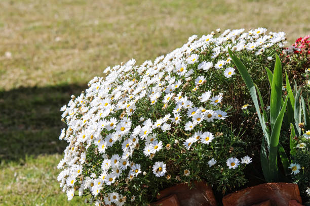 A macro photograph capturing clusters of Leucanthemum daisies in full bloom, highlighting their yellow centers contrasted with delicate white petals. The soft-focus background enhances the sense of tranquility and natural beauty.