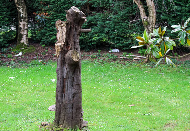 The trunk of a tree cut down in a garden.