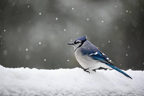 istock Birds in the wild in Massachusetts 2203127423