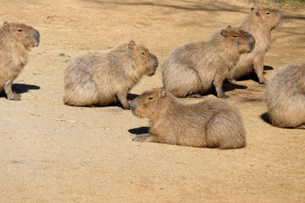 istock Capybara basking in the sun, winter 2203131139