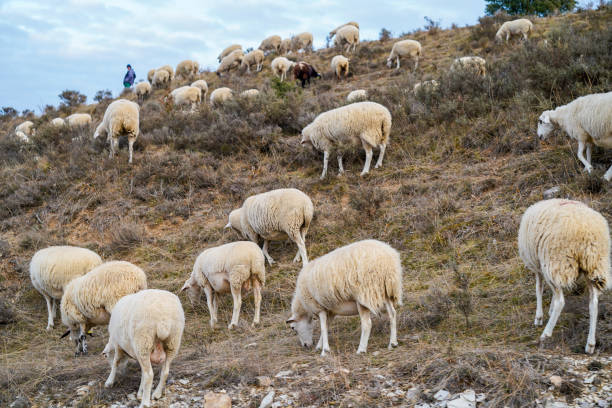 shepherd tending his sheep in the field