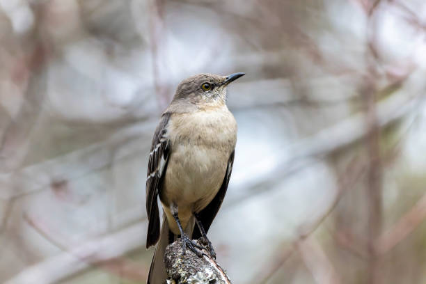 A Mockingbird on a cedar tree isolated against a classic blue sky